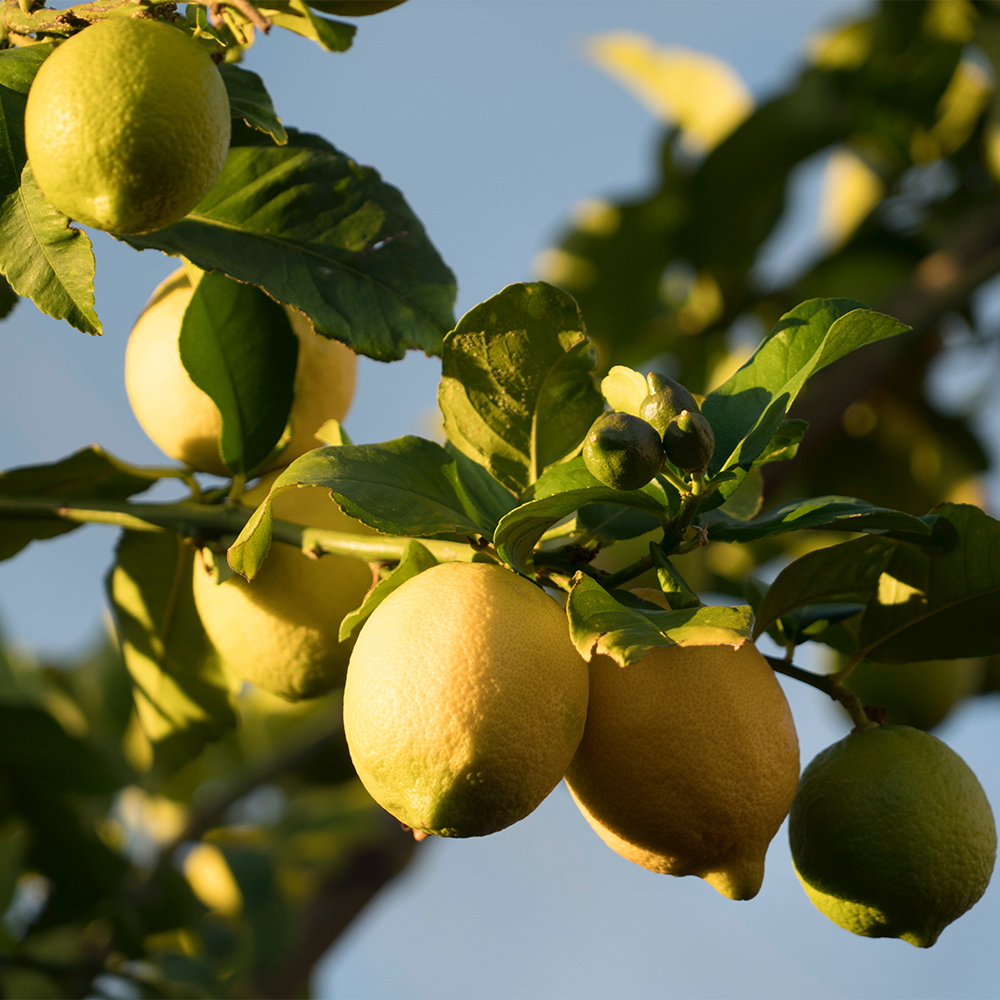 https://www.goldridgeorganicfarms.com/assets/upload/images/slides/home-citrus.jpg