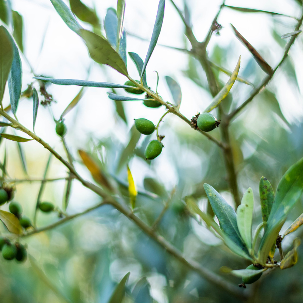 Olive-oil-from-sonoma-county-homepage-gold-ridge-organic-farms